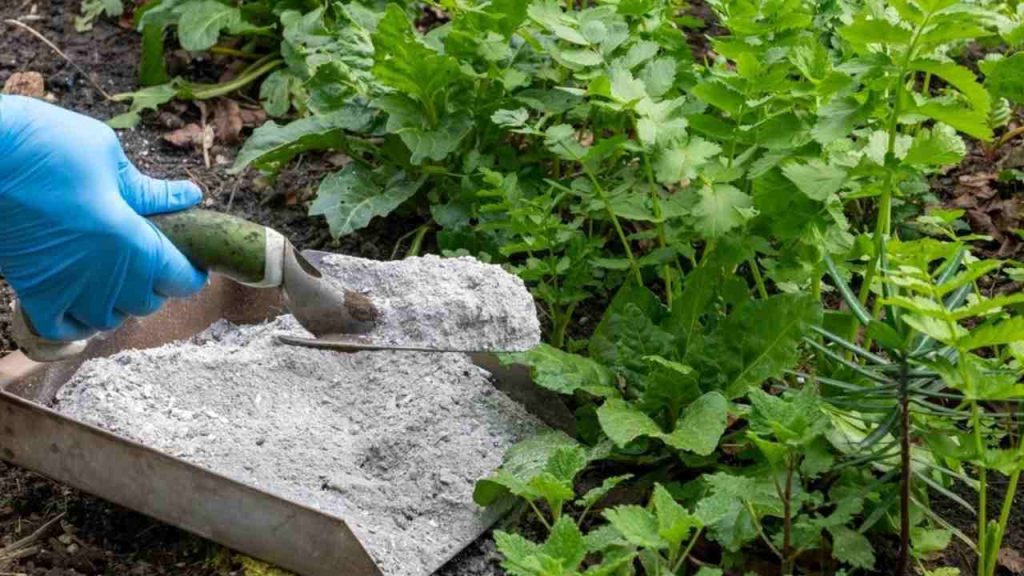 Rozsýpanie drevného popola na zeleninový záhon ako prírodné hnojivo