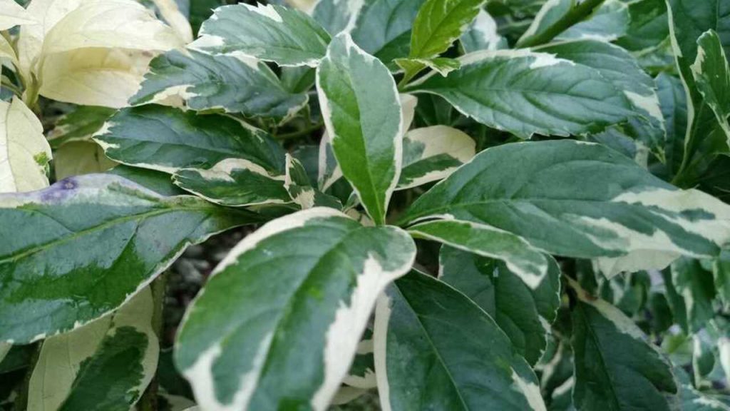 Pestré listy drieňa bieleho s bielym lemovaním na okrasnom kríku v záhrade