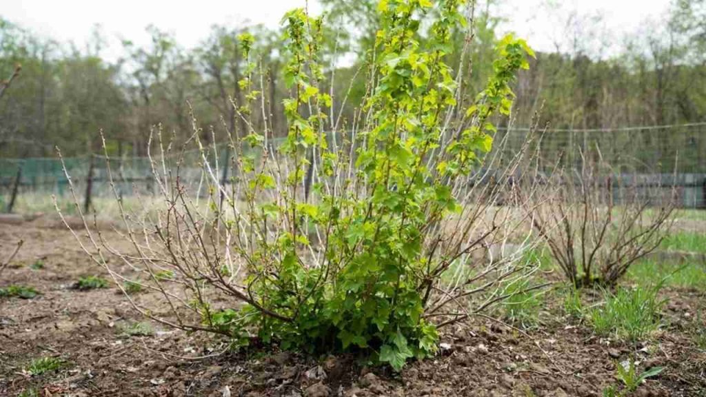 Krík ríbezlí v záhrade počas jari