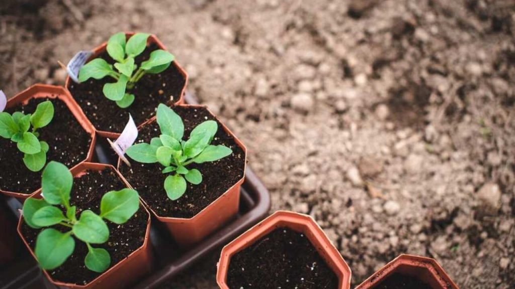 Mladé sadenice petúnií v malých črepníkoch pripravené na presádzanie do záhona