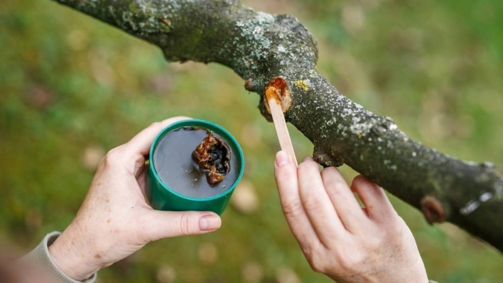 Nanášanie stromového balzamu na rez konára po strihaní ovocného stromu