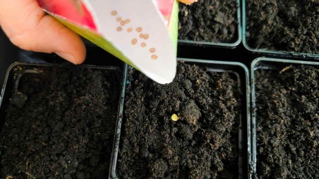 ýsev semien papriky do sadbovača v interiéri