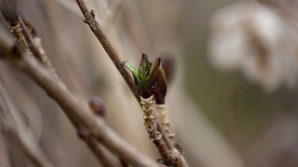 Detail mladého púčika hortenzie na drevnatých výhonkoch na začiatku jari