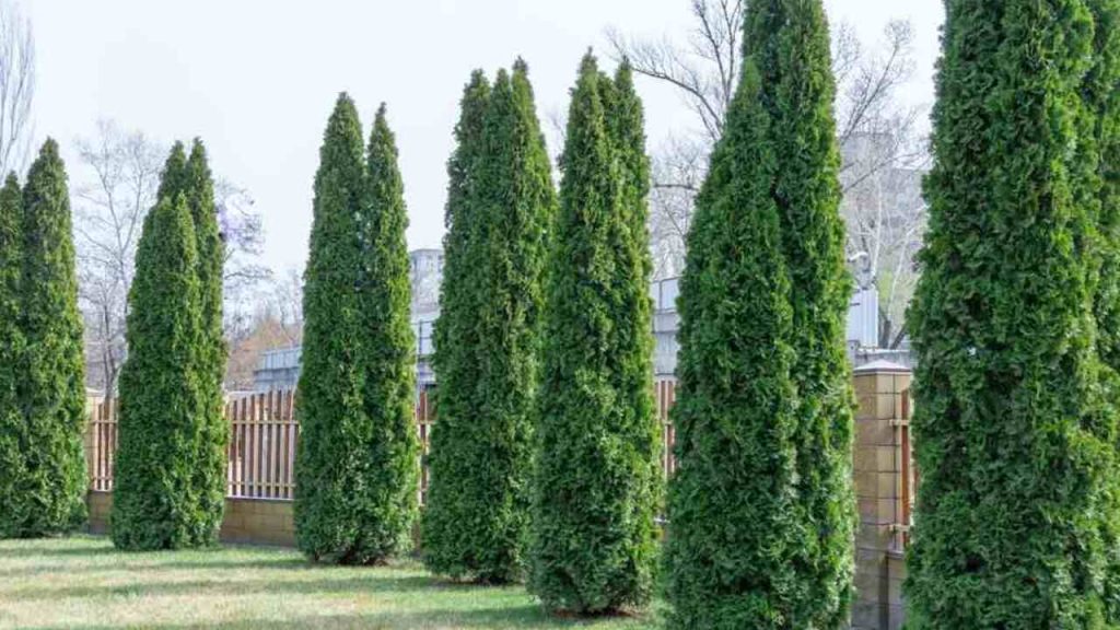 Rad vysokých zelených tují vysadených v záhrade pozdĺž plota