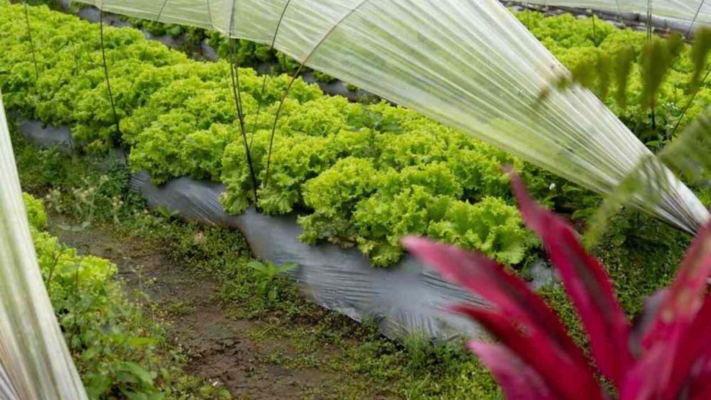 Riadky hustého zeleného šalátu rastúceho vo fóliovníku pod ochrannou fóliou.
