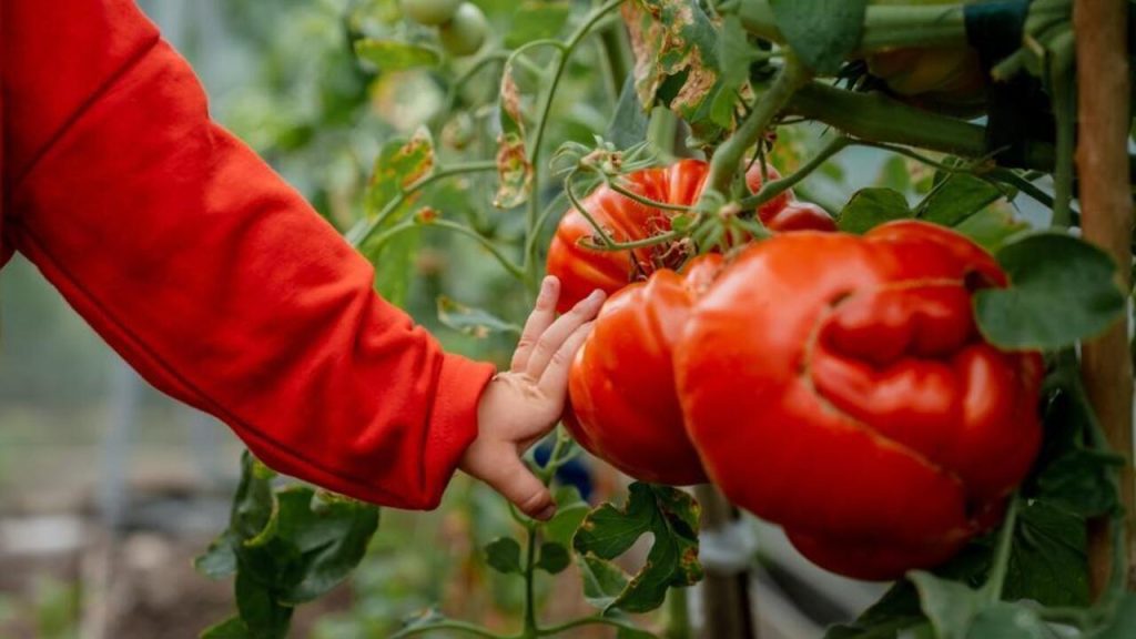 Veľké paradajky býčie srdce rastúce na rastline v záhrade