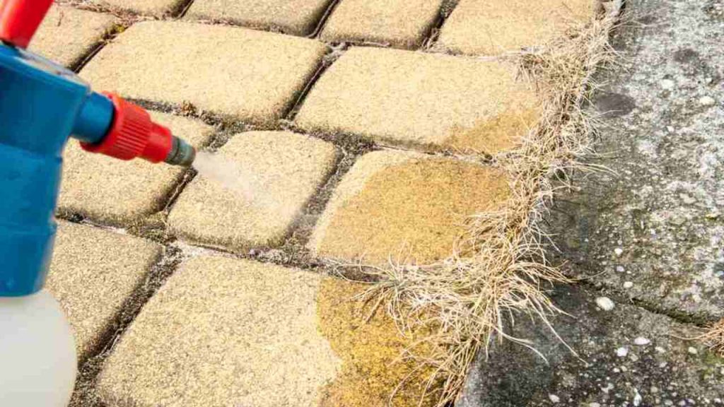 Aplikácia octového roztoku na zámkovú dlažbu s machom a burinou v škárach po zime