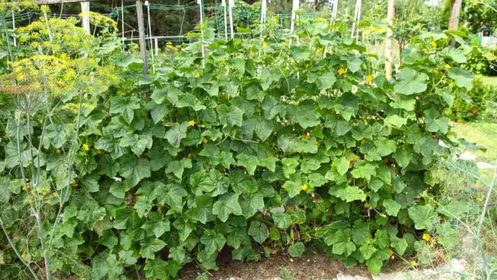 Bohato rastúce uhorky na záhone so sieťovou oporou a kvitnúcim kôprom vedľa