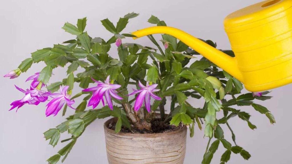 Polievanie vianočného kaktusu žltou krhlou počas kvitnutia v interiéri