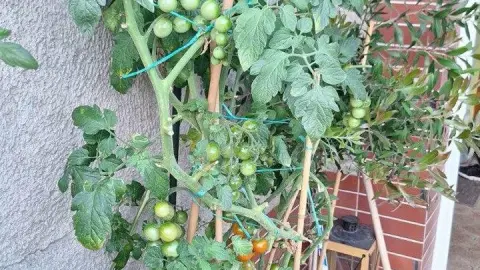 TomTato v kvetináči v Košiciach – rastlina prinášajúca sladké paradajky a zemiaky z jedného kríka