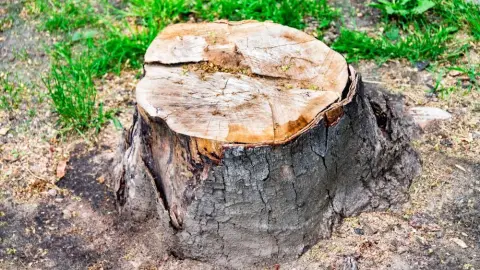 Peň po strome v záhrade – ako sa ho zbaviť bez kopania a bagra