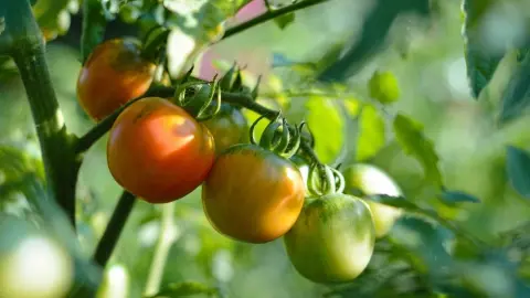 Paradajky na kríku v rôznych štádiách dozrievania v letnej záhrade