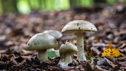 Huba Amanita Phalloides, muchotrávka zelená huby