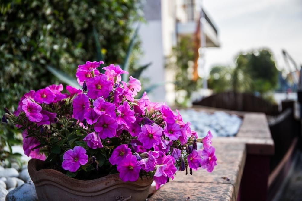 Kvetináč s bohatými ružovými kvetmi Supertunia Vista na balkóne, s pozadím rastlín a slnečného prostredia.