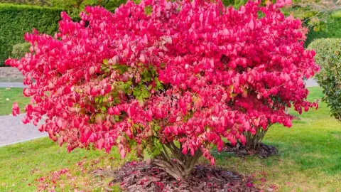 Kríky Euonymus alatus, tiež známe ako krídlatý euonymus alebo horiaci ker s atraktívnymi jasne červenými jesennými listami v parku