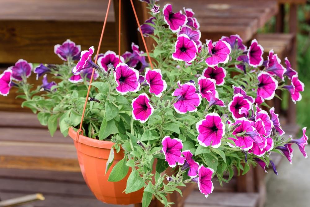 Závesný kvetináč s bohatou kaskádou fialových a ružových kvetov Supertunia Vista, umiestnený na drevenej ploche.