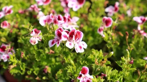Pelargónia Citronella – rastlina proti komárom v záhrade
