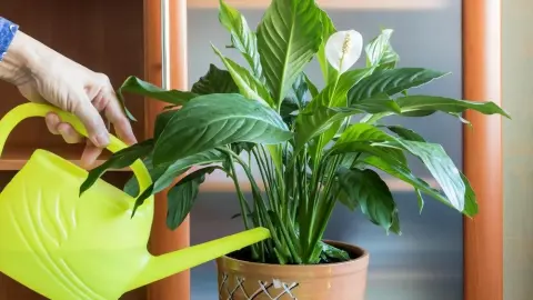 A woman's hand with a watering can waters a homemade perennial Spathiphyllum flower.