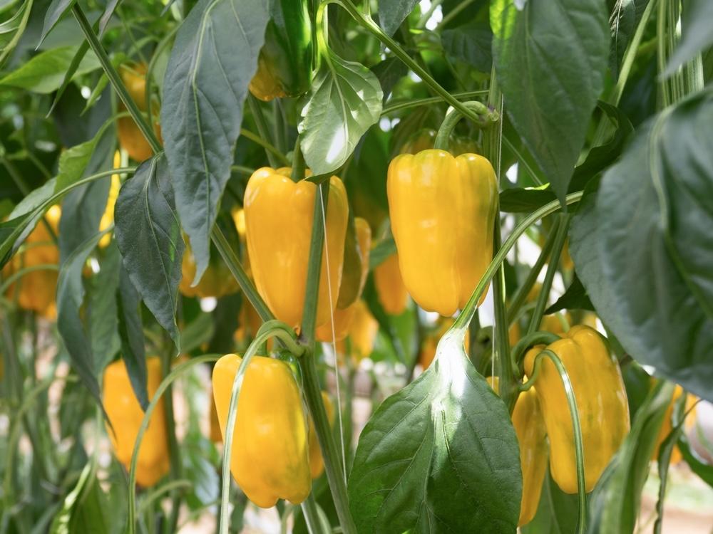 Zrelé žlté papriky visia na rastlinách obklopené zelenými listami, s jasným slnečným svetlom.
