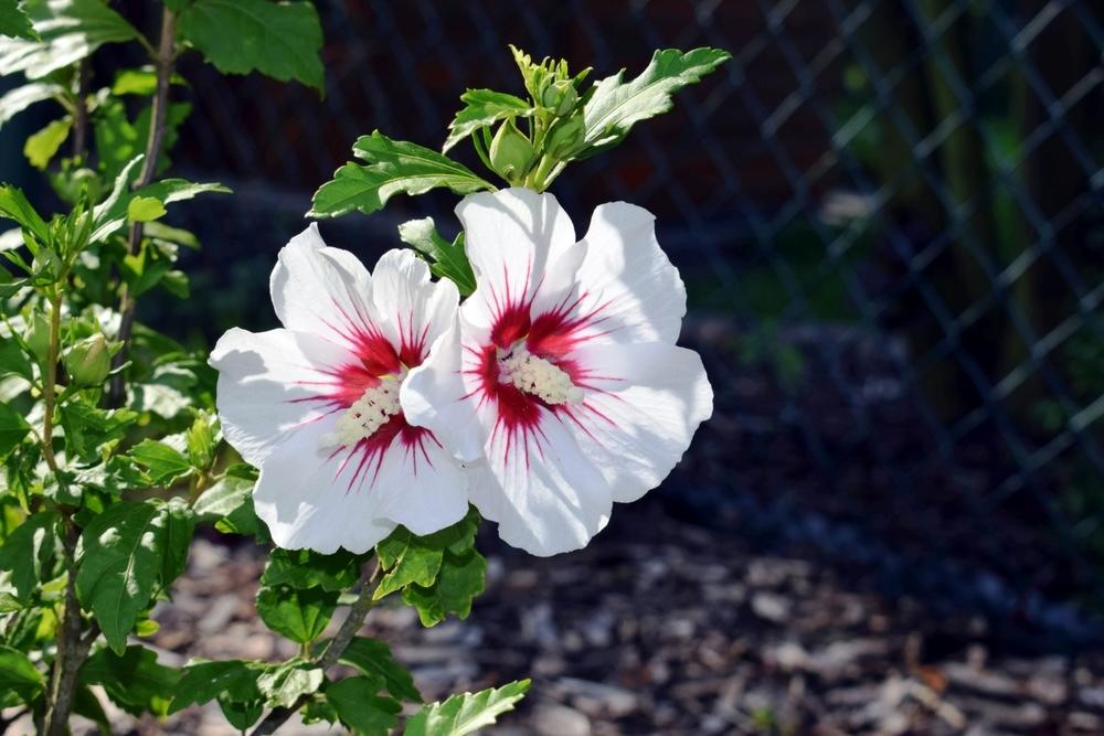 Biely ibištek kvitnúci v záhrade