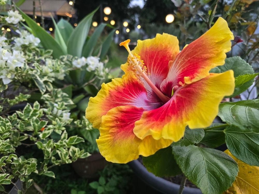 Farebný ibištek v záhrade