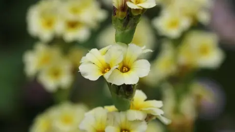 badil žíhaný Sisyrinchium striatum žltooká kráska kvitnúca trvalka do záhrady