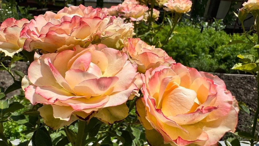 Ružové kvety s krémovými okvetnými lístkami, obklopené zeleným lístím v záhrade.