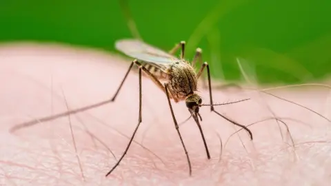 Komár saje krv z ľudskej pokožky – jednoduchý trik zastaví svrbenie po uštipnutí.