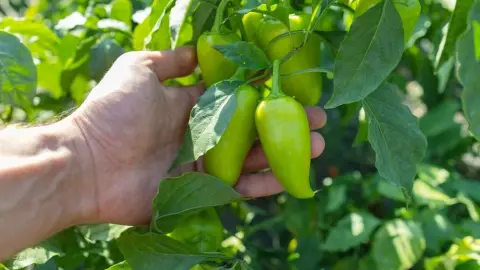 Ruka záhradkára drží zelené papriky rastúce na kríku počas leta v záhrade