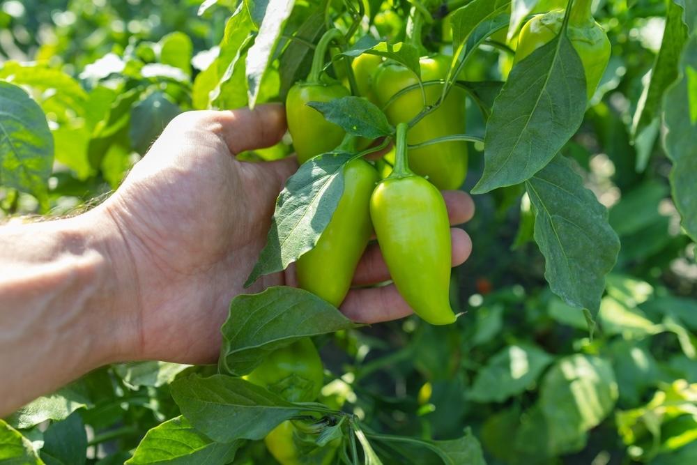 Ruka záhradkára drží zelené papriky rastúce na kríku počas leta v záhrade