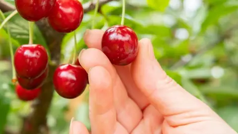 Cherry,Picking,In,A,Sunny,Orchard,During,Harvest,Season,,Showcasing
