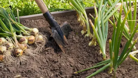 zber cibule v záhrade – čo sadiť po cibuli