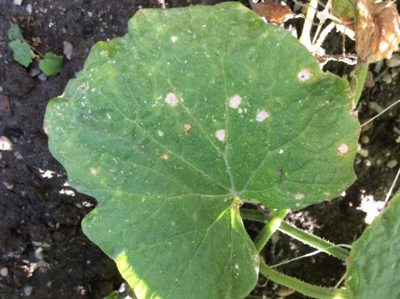 List uhorky napadnutý plesňou so svetlými škvrnami