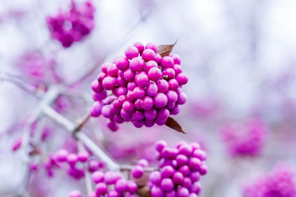 Fialové bobule krásnoplodu (Callicarpa) pokryté zimným mrazom na vetvičke