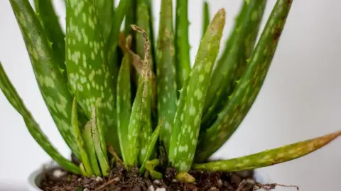 Aloe vera s listami, ktoré začínajú žltnúť v črepníku