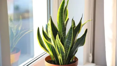 Sansevieria v keramickom kvetináči ako dekorácia moderného interiéru.