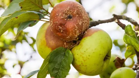 Hnijúce jablká na strome napadnuté hubovou chorobou