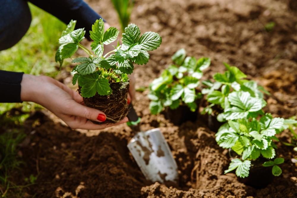 Ruka drží sadenicu jahody s koreňovým balom pripravenú na výsadbu do pôdy