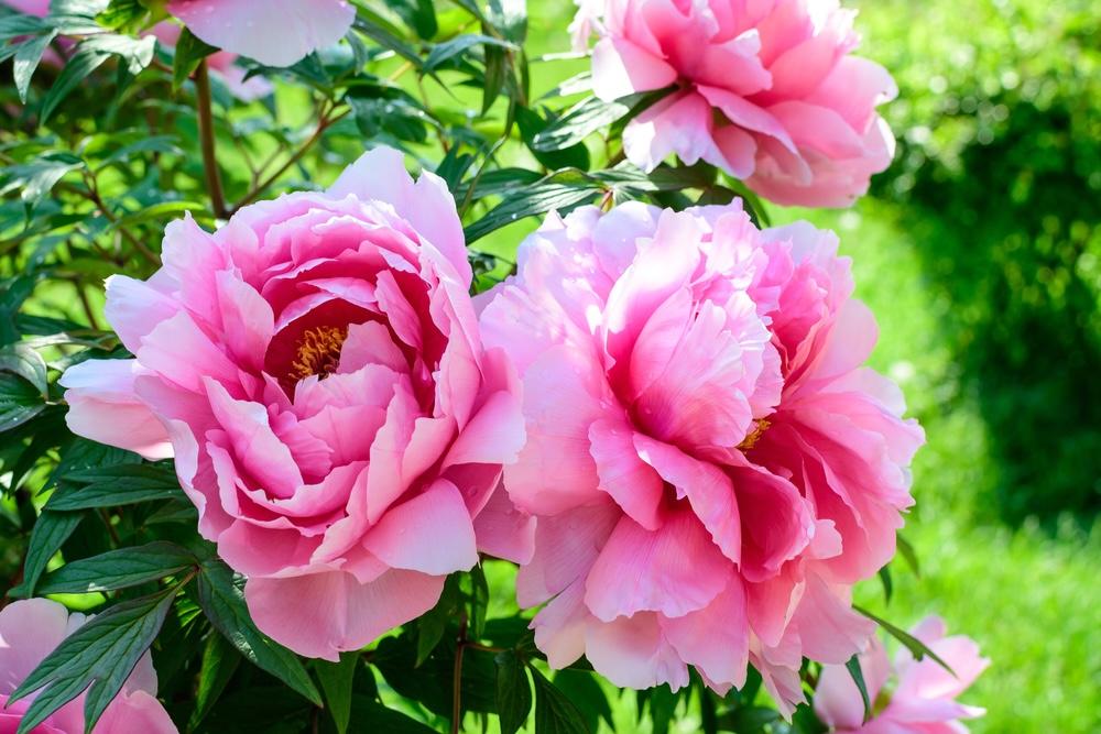 Rozkvitnuté pivonky v letnej záhrade