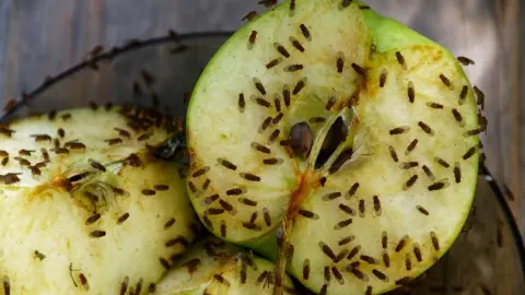 Ovocné mušky na prekrojenom jablku položenom na drevenom podklade