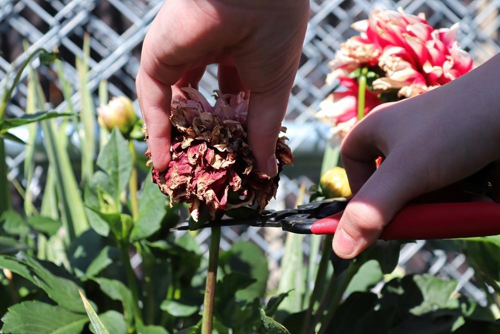 Odstraňovanie odkvitnutého kvetu georgíny ostrým záhradníckym nožnicami