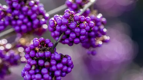Fialové bobule kríka krásnoplodu (Callicarpa) na jeseň