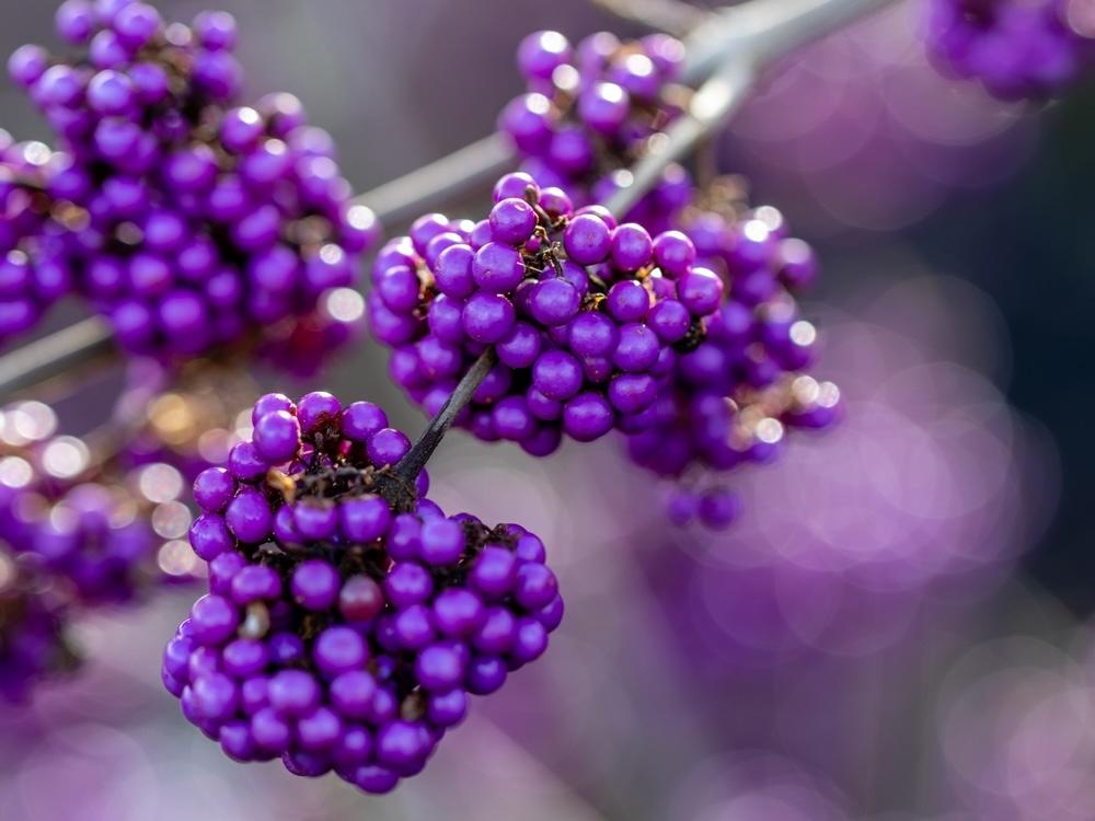Fialové bobule kríka krásnoplodu (Callicarpa) na jeseň