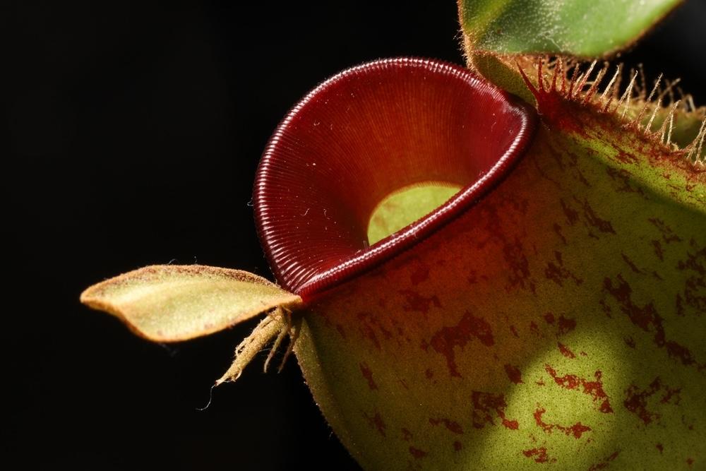Detailný pohľad na krčiažnik (Nepenthes), mäsožravú rastlinu so zaoblenou červenou pascou a zelenými listami.