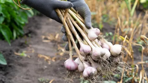 Čerstvo vykopaný cesnak v záhrade pripravený na sušenie
