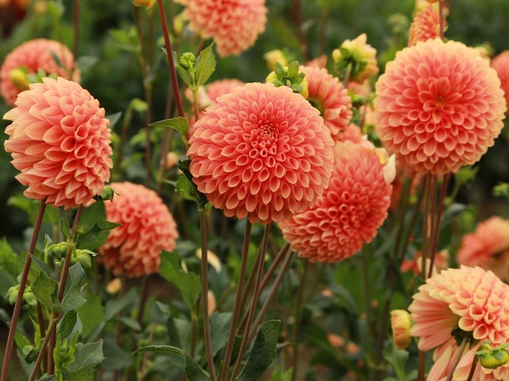 Kvitnúce oranžové guľovité georgíny v záhrade počas leta