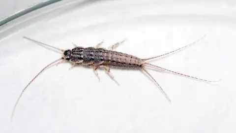 Strieborná rybka (Lepisma saccharina) na bielej podložke