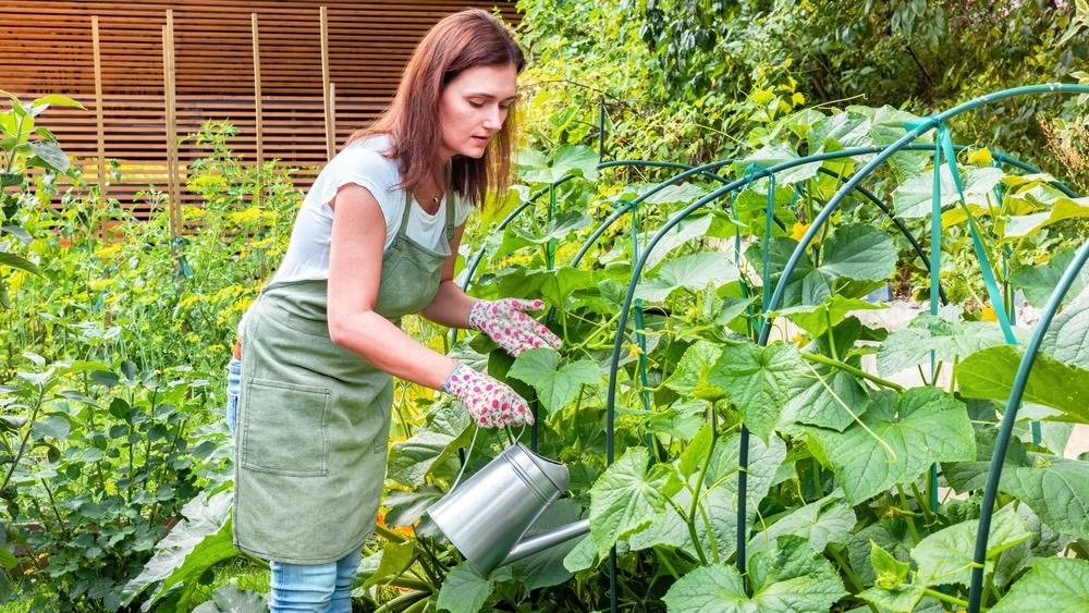 Žena v zástere polieva uhorky v záhrade z kovovej kanvy