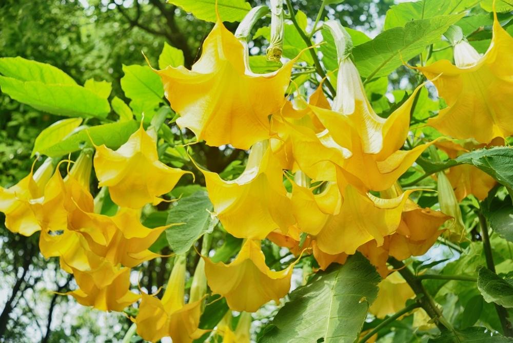 Žlté kvety durmanu – anjelské trúbky kvitnúce na slnku