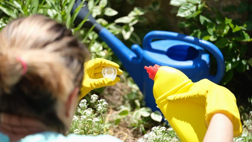 Tekuté hnojivo nalievané do krhly v záhrade